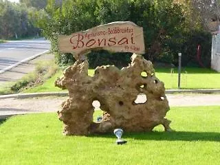 Bonsai Santa Maria la Palma